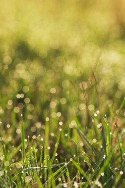 sonbahar çimen çiy ile