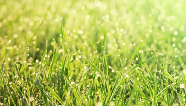 Çimenler sabah çiğ taneleriyle kaplanır.