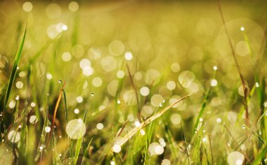 sonbahar çimen çiy ile