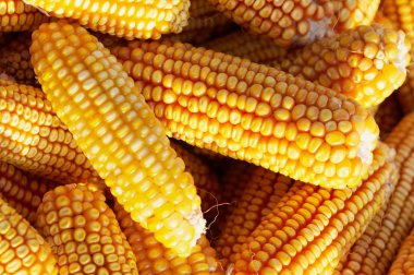 çok olgun Mısır başkanları