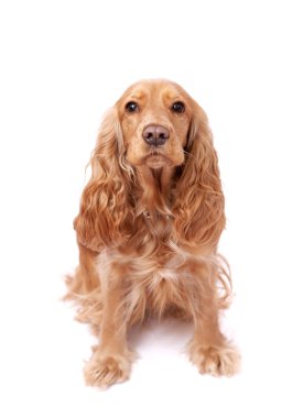 köpeği beyaz stüdyoda oturan