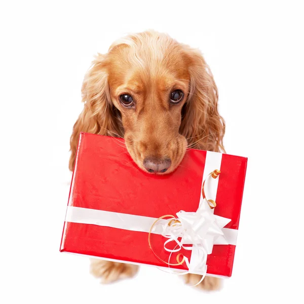 素敵なプレゼントと犬 — ストック写真
