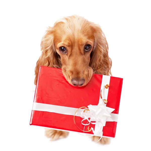 The dog with the beautiful present Stock Picture