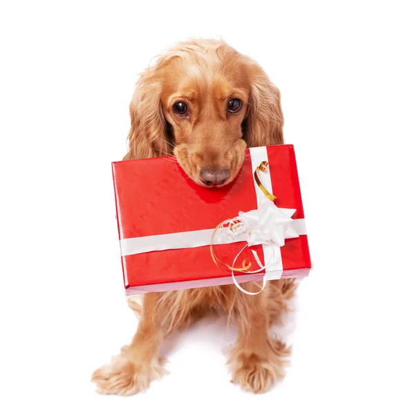 The dog is holding a present Royalty Free Stock Images