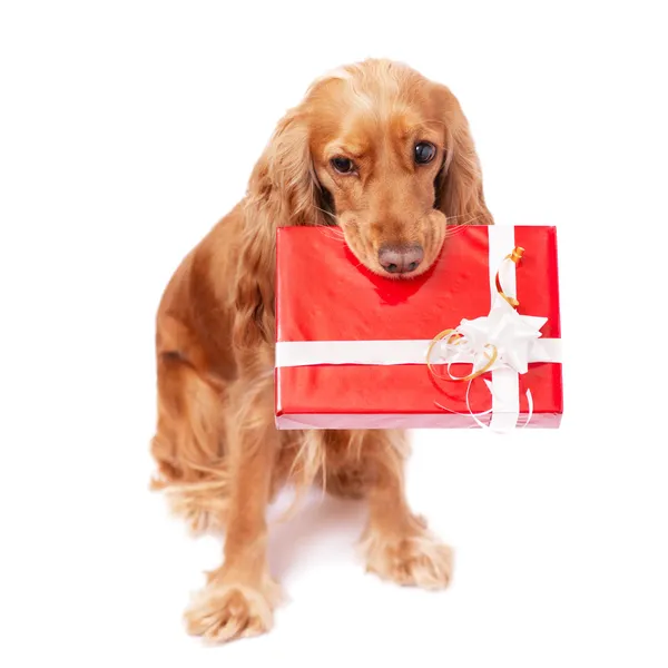 The dog with the present Royalty Free Stock Photos