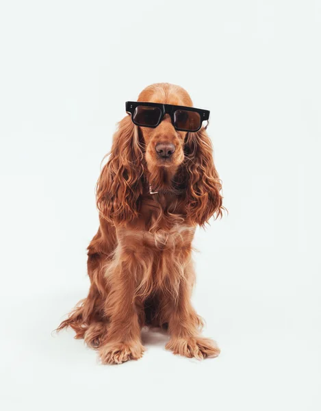 Hund med solglasögon — Stockfoto