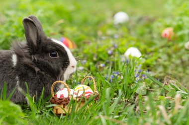 easter bunny yumurta bulunan küçük bir sepet içinde