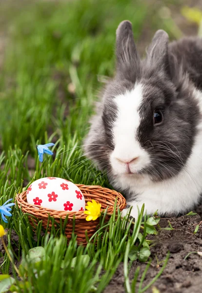 Uova di coniglio di Pasqua trovate in un piccolo cesto — Foto Stock