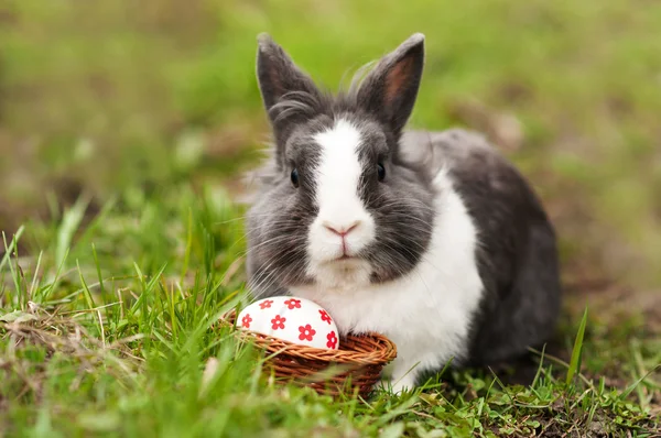 Ovos de coelho da Páscoa encontrados em uma pequena cesta — Fotografia de Stock