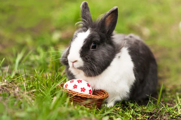 Ovos de coelho da Páscoa encontrados em uma pequena cesta — Fotografia de Stock