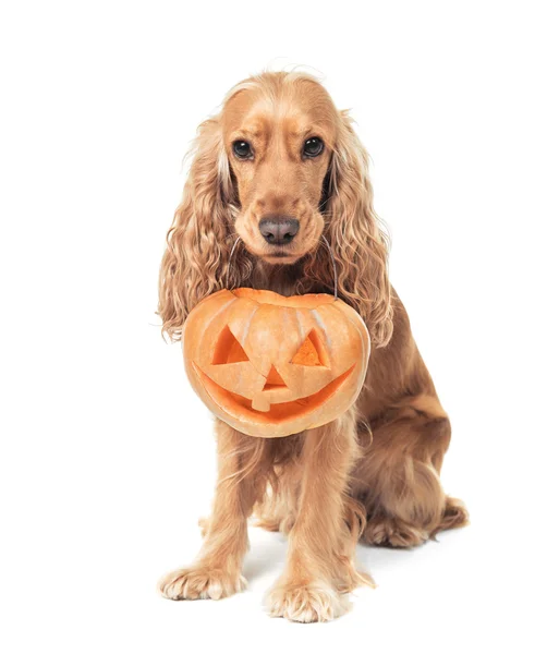 Spaniel pelirrojo sostiene jack-o-lantern — Foto de Stock