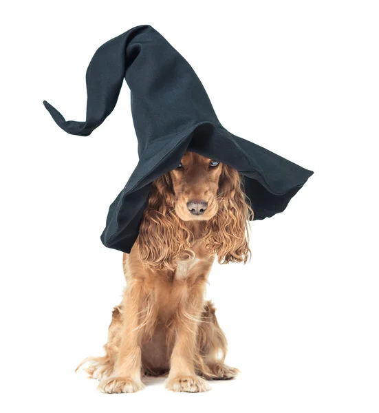 Dog sitting in a witches hat and looks impressive — Stock Photo, Image