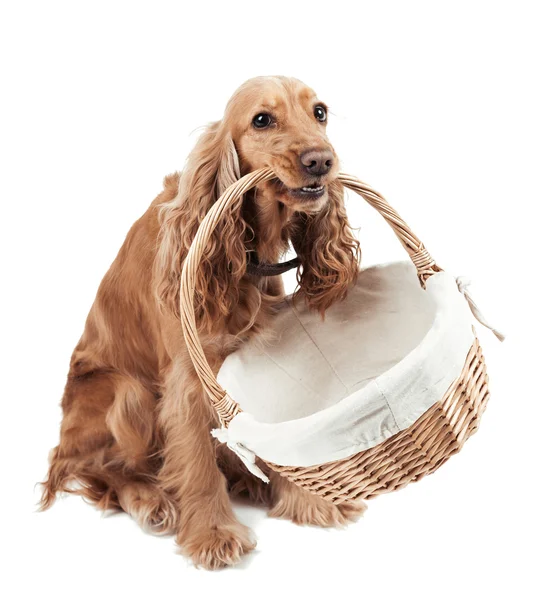 Cão vermelho segurando uma cesta — Fotografia de Stock