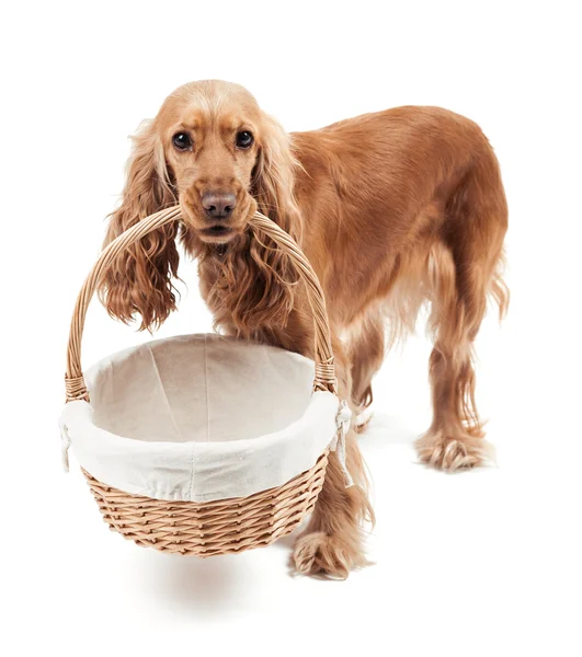 Cão vermelho segurando uma cesta — Fotografia de Stock