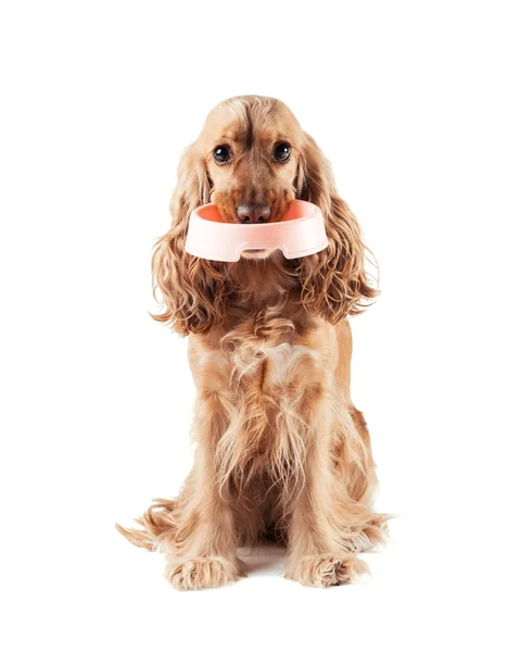 かわいい犬が食べるを要求します。 — ストック写真
