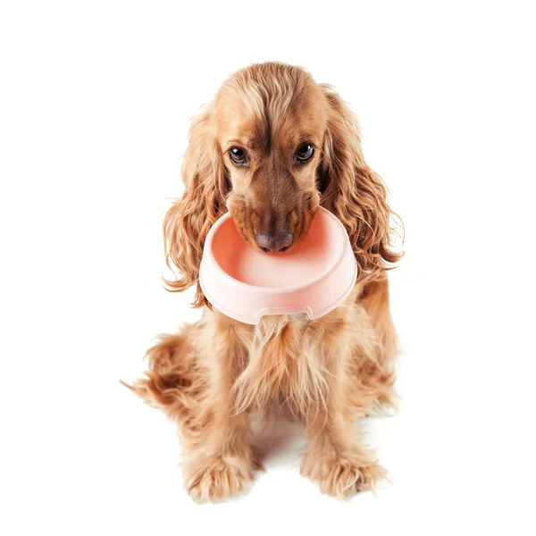 Симпатичная собака просит съесть — стоковое фото