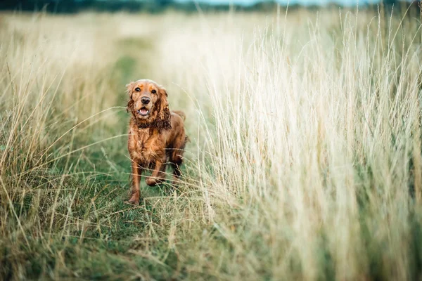 Czerwony pies w trawie — Zdjęcie stockowe