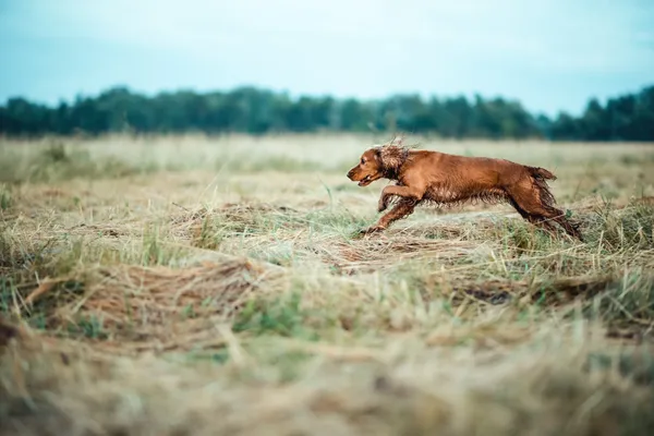 Kırmızı köpek çim — Stok fotoğraf