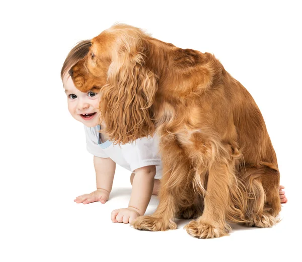 Baby versteckt sich hinter dem Hund — Stockfoto