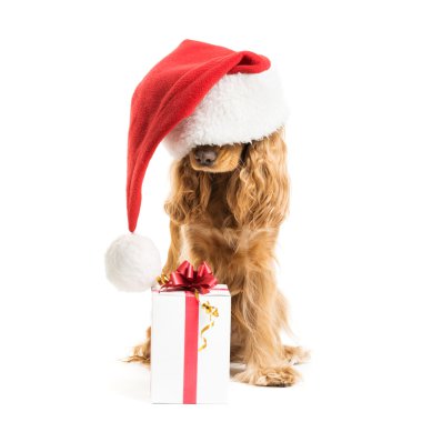 santa şapka hediye ile köpek