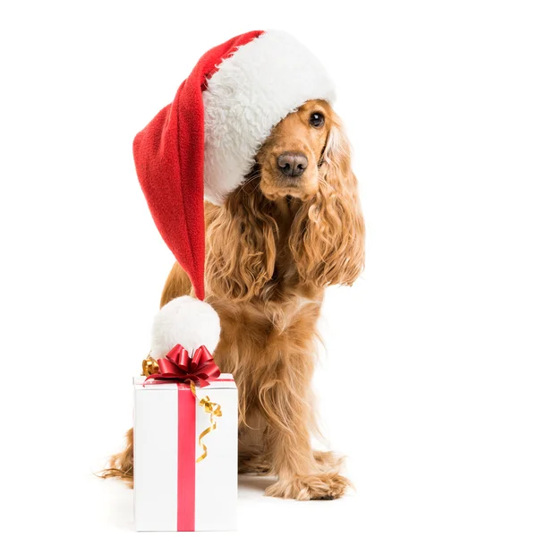 Hond in Kerstman hoed met cadeau — Stockfoto