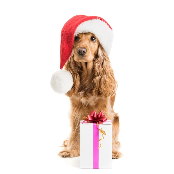 Cane in cappello di Babbo Natale con regalo — Foto Stock