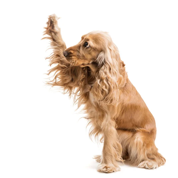 Red dog breed Spaniel gives paw — Stock Photo, Image