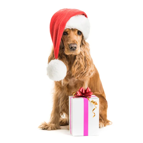 Chien en chapeau de Père Noël avec cadeau — Photo