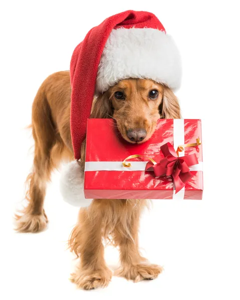 Dog in santa hat with a gift mouth — Stock Photo, Image