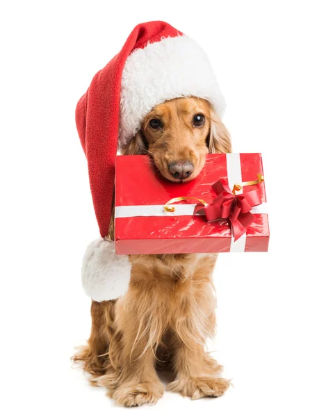 Pies w santa hat z usta prezent — Zdjęcie stockowe