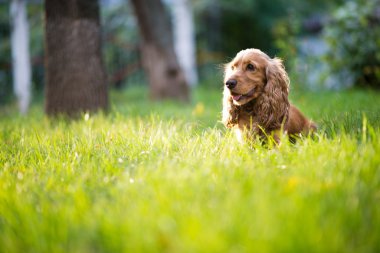 güneş ışığı altında çim Spaniel köpek doğurmak değil