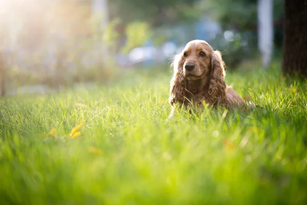 Spaniel perro crianza es en la hierba bajo sol — Foto de Stock