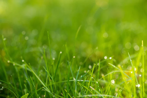 Hierba verde con rocío a la luz del sol — Foto de Stock