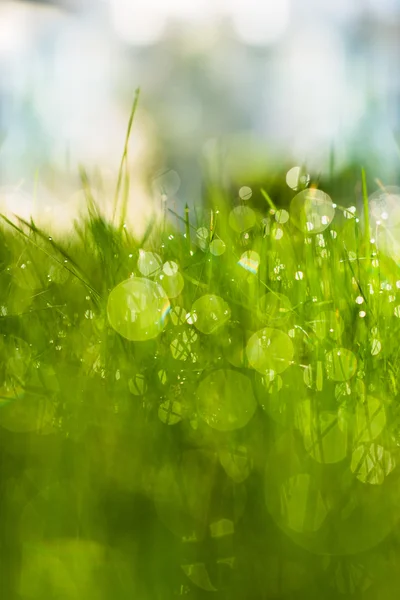 Hierba verde con rocío a la luz del sol — Foto de Stock
