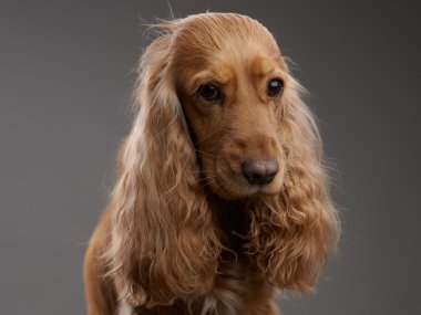 Kızıl köpek İspanyol bir gri