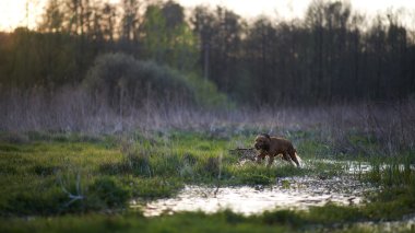 bir sopa ile çalışan Kızıl saçlı spaniel köpek
