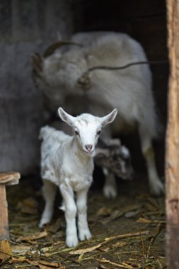 çocuklarla beyaz yerli keçi