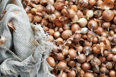 küçük portakal ampuller dikim