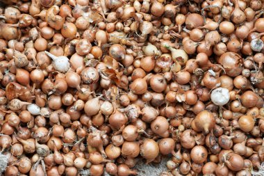 doku küçük ampuller dikim