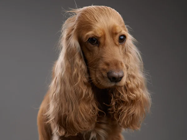 Redhead hond spaniel op een grijs — Stockfoto