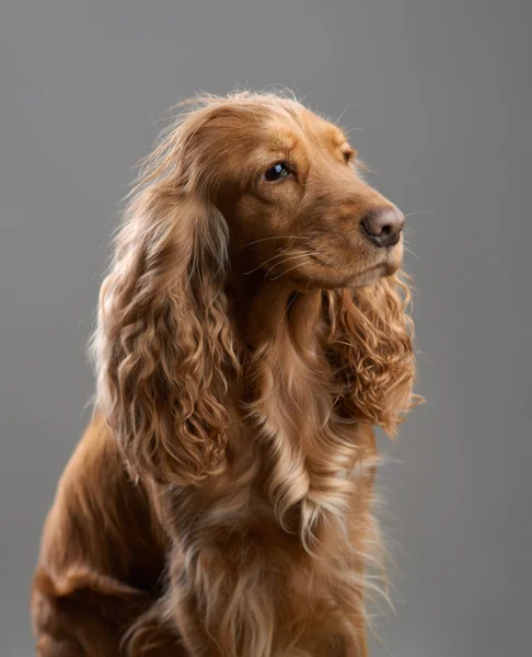 Vörös hajú kutya spániel egy szürke — Stock Fotó