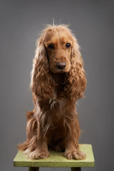 Rödhårig hund spaniel på en grå — Stockfoto