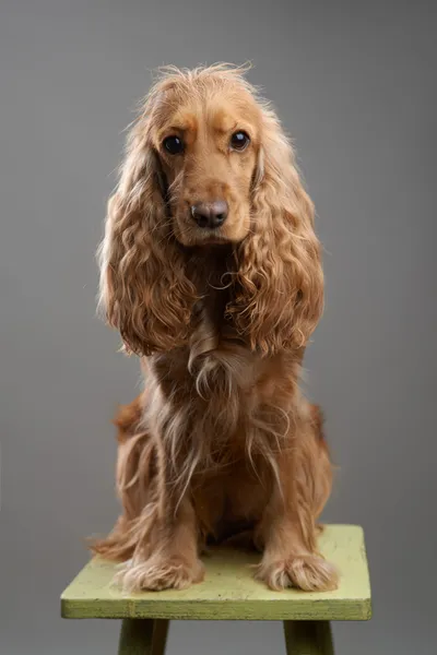 Redhead dog spaniel on a gray — Stock Photo, Image