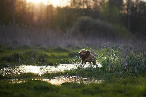 Pelirroja Spaniel perro corriendo con un palo — Foto de Stock