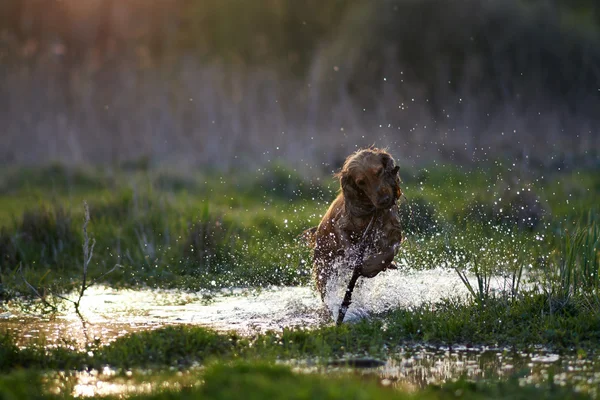 Rudy spaniel pies biegnąc z kijem — Zdjęcie stockowe