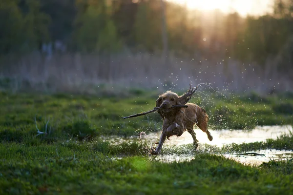 Pelirroja Spaniel perro corriendo con un palo — Foto de Stock