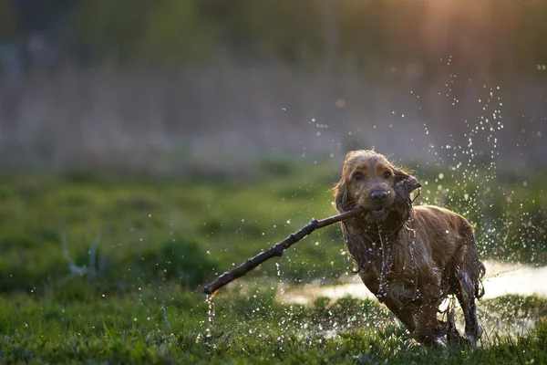 Ruiva Spaniel cão correndo com um pau — Fotografia de Stock