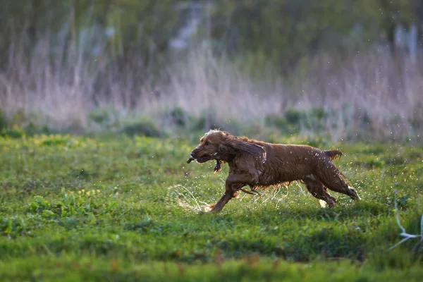 Pelirroja Spaniel perro corriendo con un palo — Foto de Stock