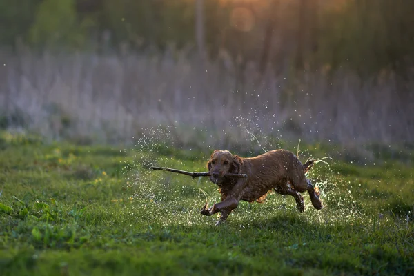 Bir sopa ile çalışan Kızıl saçlı spaniel köpek — Stok fotoğraf