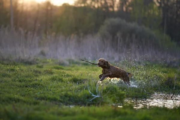 Pelirroja Spaniel perro corriendo con un palo — Foto de Stock
